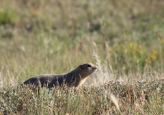 Urocitellus richardsonii