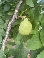 Juglans regia