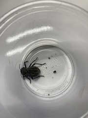 Philolithus sordidus