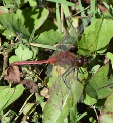 Sympetrum internum