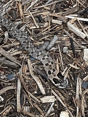 Heterodon platirhinos