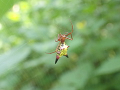 Micrathena sagittata