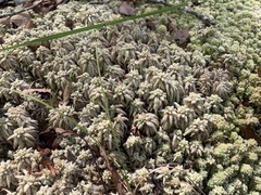 Sphagnum palustre