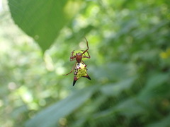 Micrathena sagittata