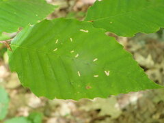 Acalitus ferrugineum