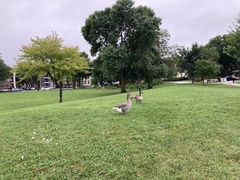 Anser anser domesticus