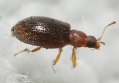 Melanophthalma
