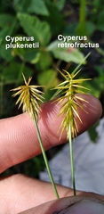 Cyperus retrofractus