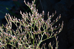 Limonium carolinianum