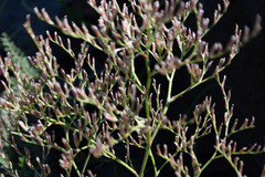 Limonium carolinianum