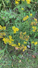 Euthamia graminifolia