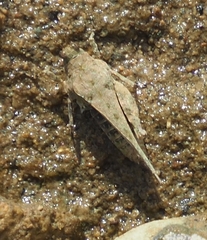 Paratettix mexicanus