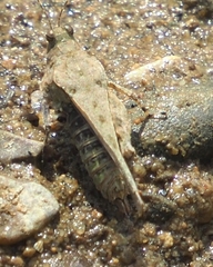 Paratettix mexicanus