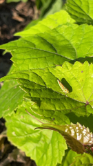 Graphocephala coccinea