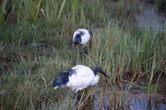 Threskiornis aethiopicus