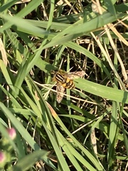 Helophilus intentus