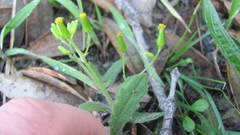 Senecio scaberulus