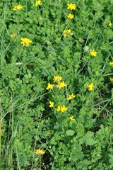 Lotus corniculatus