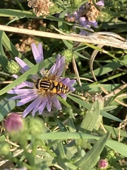 Helophilus intentus