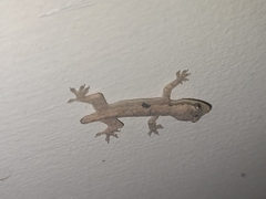 Gekkonidae