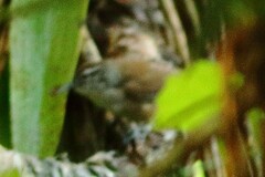 Cantorchilus modestus