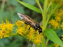 Tenthredo arcuata