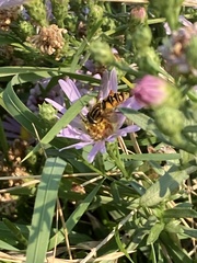 Helophilus intentus