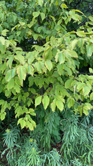 Carpinus betulus
