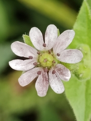 Microbotryum stellariae
