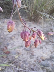 Heliophila cornuta squamata