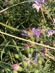 Helophilus intentus