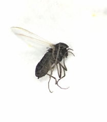 Ceratopogonidae