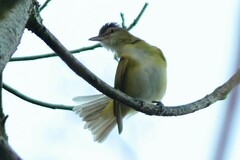 Vireo flavoviridis
