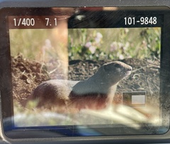 Urocitellus richardsonii