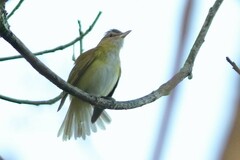 Vireo flavoviridis