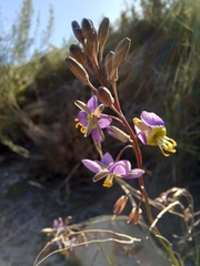 Heliophila cornuta squamata