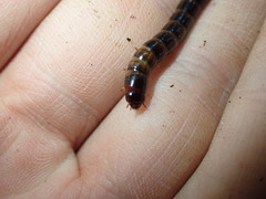 Meracantha contracta