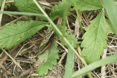 Zeuneriana abbreviata