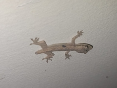 Gekkonidae