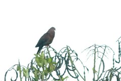 Patagioenas flavirostris