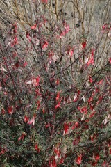 Lessertia frutescens