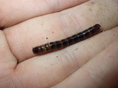 Meracantha contracta