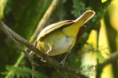 Vireo flavoviridis