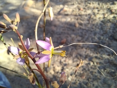 Heliophila cornuta squamata