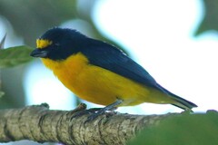 Euphonia hirundinacea