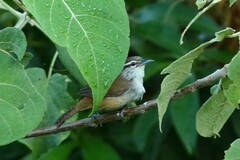Cantorchilus modestus