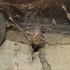 Evergestis subterminalis