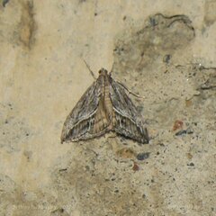 Evergestis subterminalis