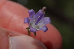 Campanula divaricata