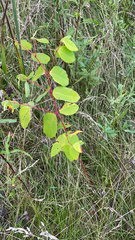 Apocynum androsaemifolium